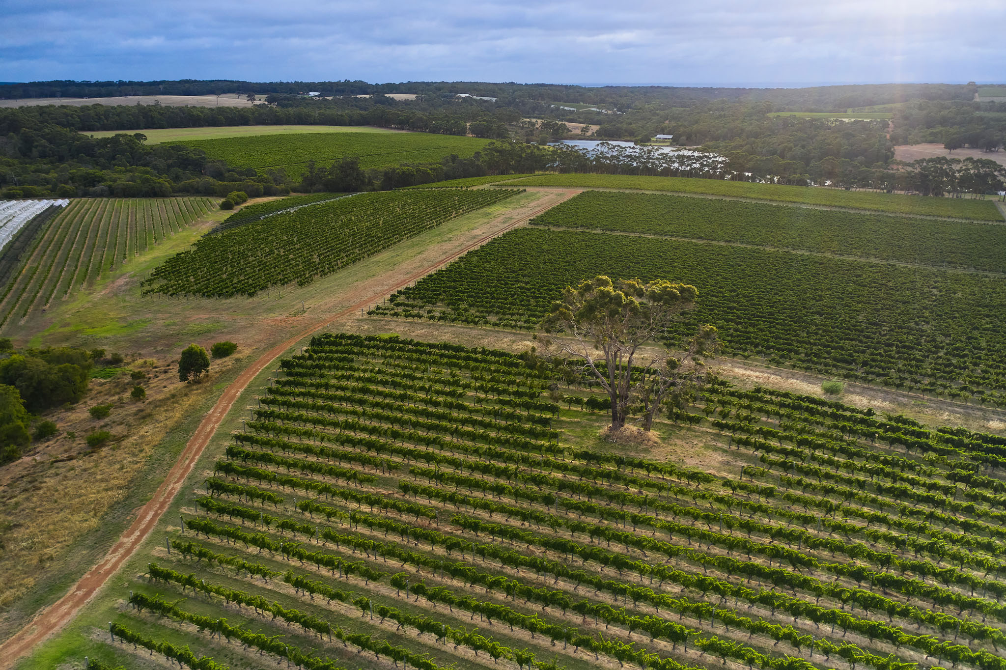 Top view of the vineryard 